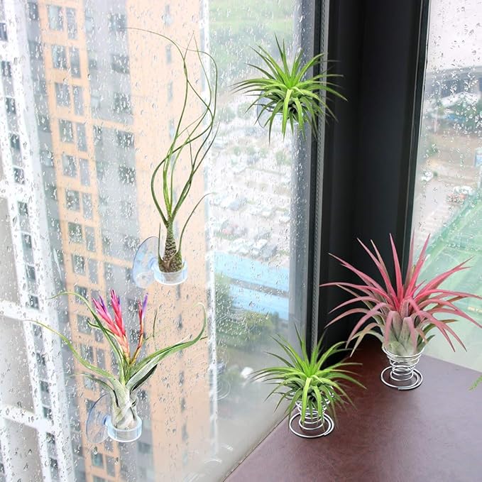 40 Pack Air Plant Stand Holder Tillandsia Airplant Container with Suction Cup Tabletop Planter Display Racks for Hanging Tillandsia House Plants