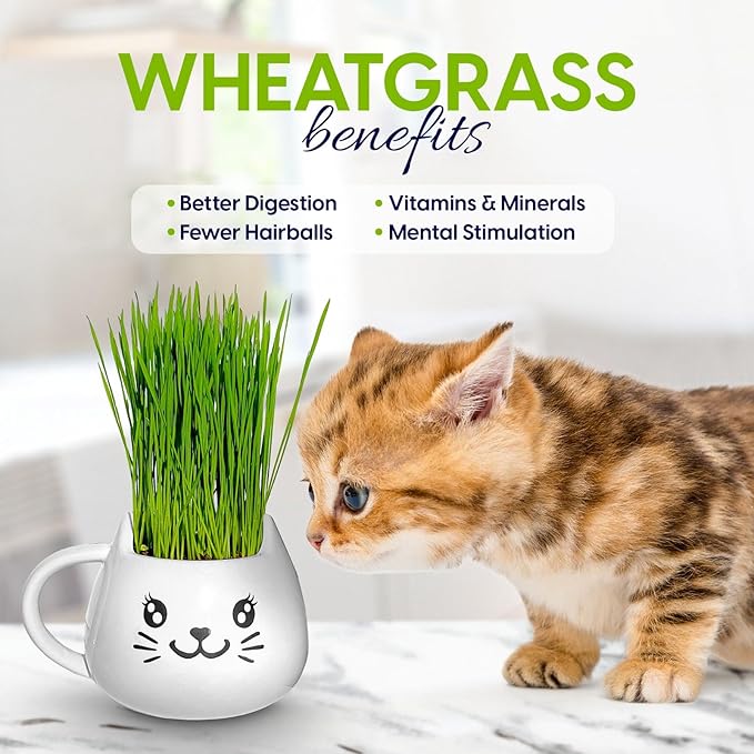 Organic Cat Grass Growing Kit - Promotes Natural Hairball Control and Digestive Wellness - Includes Organic Seed Mix, Nutrient-Rich Soil, and Stylish White Cat Planter