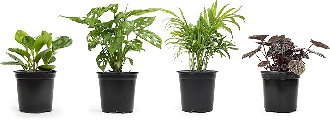 Altman Plants, Classic Houseplant Collection (4PK) Live Plants Indoor Plants Live Houseplants in Plant Pots, Easy House Plants Indoors Live, Snake Plant, Pothos in Potting Soil, Clean Air Plants