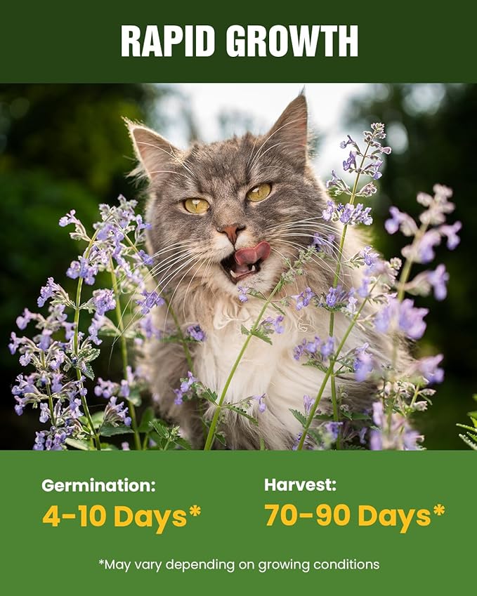 Organic Cat Grass & Catnip Seeds Kit – 3 Pack Oat & Barley Grass for Indoor Cats – Fast 7-Day Growth, High Germination, Hairball Control & Play – Pet-Safe Planting Set