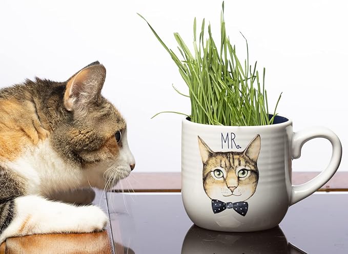 Cat Grass Refill Kit, Includes Seeds and Peat Soil Pellets, 3 Pack, Certified Organic (3 Seed Packs)