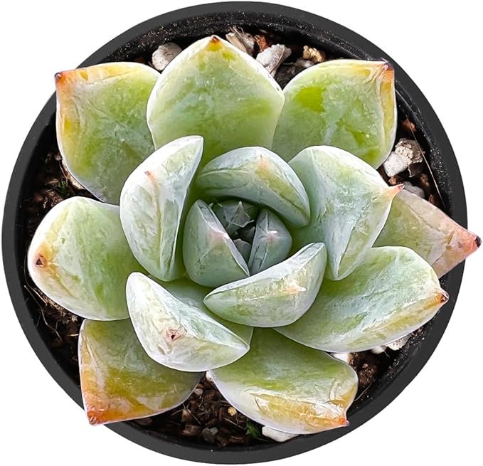THE NEXT GARDENER.COM 2" Rare Succulent Echeveria Colorata x Laui, Live Succulents Plants Fully Rooted in Grower Pots, Unique Gift for Wedding Favor, Party Favor