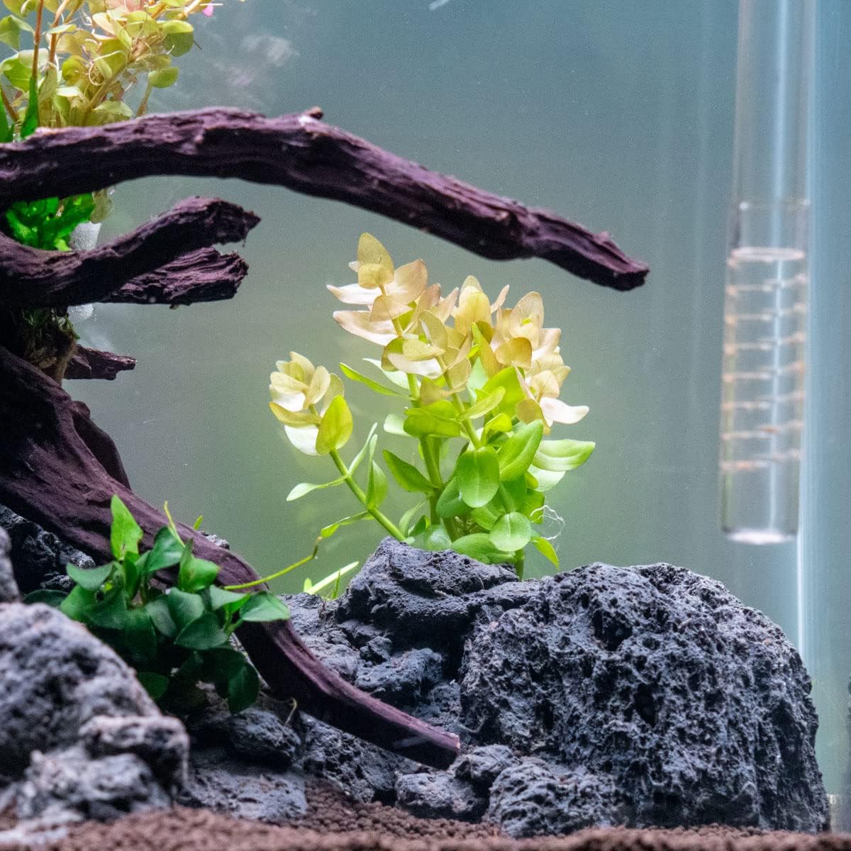 Live Aquarium Red Stem Plants - Freshwater Aquatic Plant for Fish Tanks, Aquascaping - (Lemon Bacopa Caroliniana, 4 Bunches)