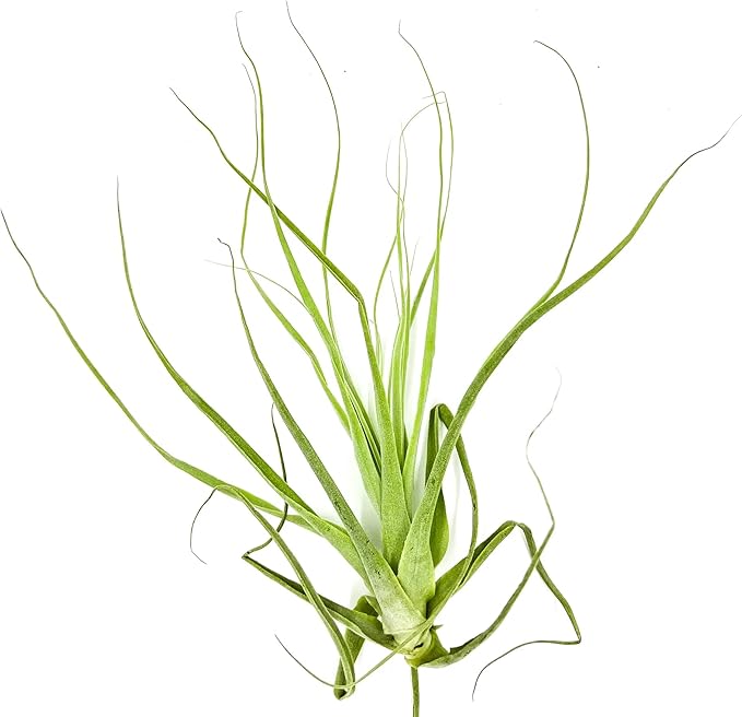 Air Plants - Tillandsia Straminea Jumbo 6-9" - 1ct - Live Arrival Guaranteed - House Plants for Home Decor & Gift