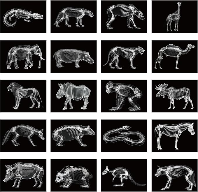 Chunful 20 Pcs Animal X-Ray Kit Wildlife X-Ray Flash Cards Educational Science Kit Light Table Toys Accessory, 11.7" x 8.3''(Wild Animals)