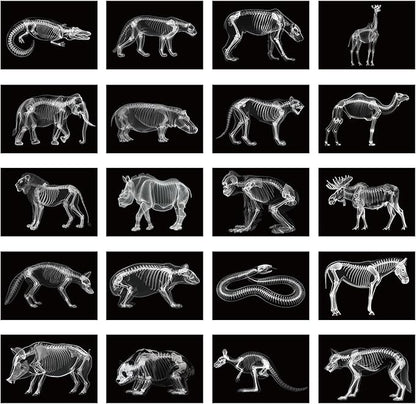 Chunful 20 Pcs Animal X-Ray Kit Wildlife X-Ray Flash Cards Educational Science Kit Light Table Toys Accessory, 11.7" x 8.3''(Wild Animals)