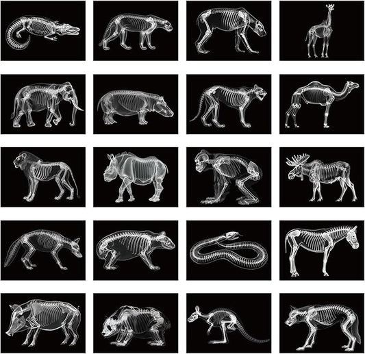 Chunful 20 Pcs Animal X-Ray Kit Wildlife X-Ray Flash Cards Educational Science Kit Light Table Toys Accessory, 11.7" x 8.3''(Wild Animals)