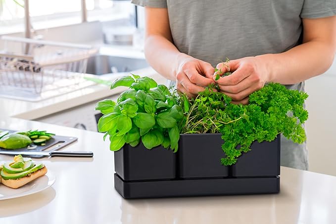 D'vine Dev Herb Garden Planter Set, Plastic Plant Pots with Drainage and Saucer, Indoor Succulent Cactus Vegetable Pot for Windowsill, Garden Balcony, Black, Set of 2, 76-V-B-2