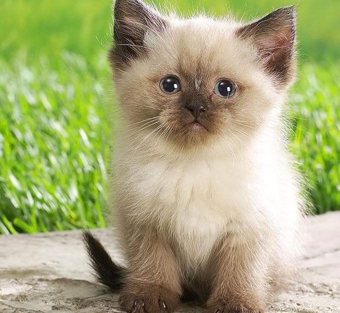 Simple Cat Grass Blend, 100% US Organic, 4 Popular Seeds: Wheat, Barley, Oats, and Rye Mix Combo, Show Your Love with a Healthy Pet Snack Treat (4 Ounce (~3200 Seeds))