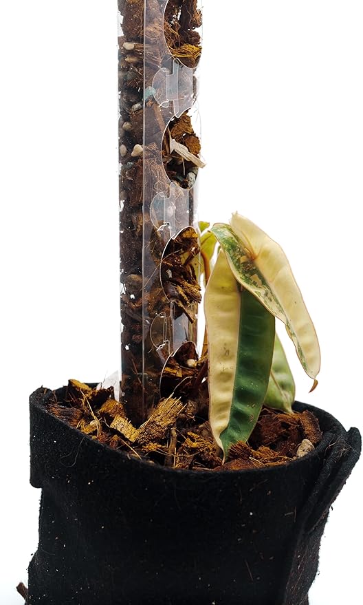 Plastic Moss Poles for Climbing Plants V3 Small 10 Pcs Front Opening Stackable Moss Pole Monstera Plant Support-Plant Climbing Pole, DIY Moss Pole for Plants Indoor, Plant Sticks Support by THICCLY