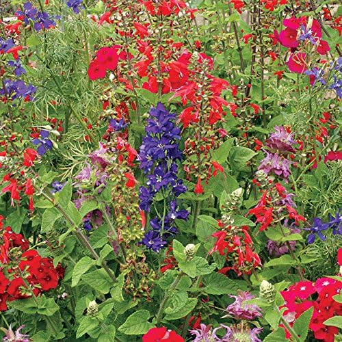 Park Seed Grow Your Own Vibrant Wildflower Garden Mixture, Perfect for Bees, Butterflies, and Hummingbirds, Hummingbird Mix, Pack of 1500