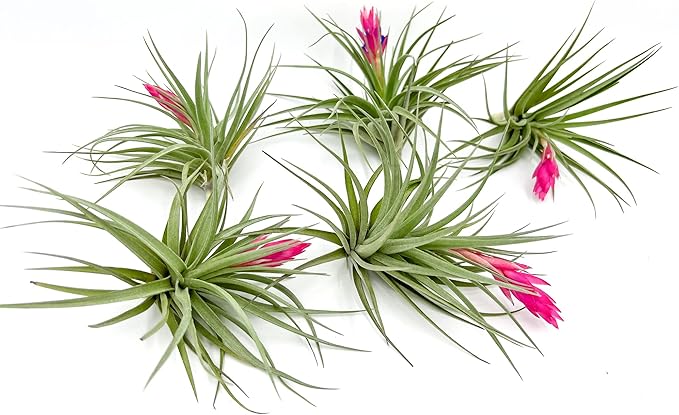 Air Plants - Flowering Tillandsia Stricta Large 5" - 5ct - Live Arrival Guaranteed - House Plants for Home Decor & Gift