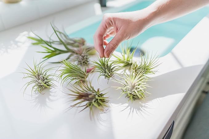 5 Pack Large Air Plants Tillandsia Ionantha Guatemala - Live Succulent House Plants - Available in Wholesale and Bulk - Home and Garden Decor - Easy Care Indoor and Outdoor Plants (Pack of 5)