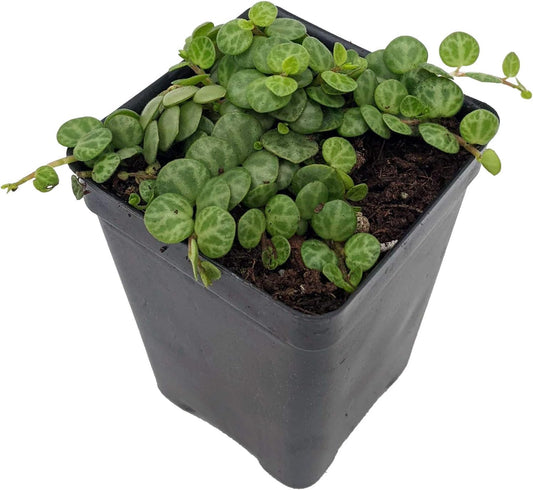 String of Hearts/Turtles/Peace Sign/Cross - Peperomia prostrata- 2.5" Pot