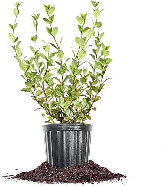 Perfect Plants Variegated Confederate Jasmine Vine Live Evergreen Outdoor Planting Creeping & Climbing Habit for Fences, Trellis, or Arbor, 3 Gallon Pot, Fragrant White Flowers