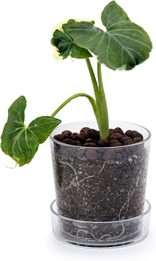 Phoenix Vine 4.5 Inch Clear Acrylic Planter Pot with Tray, Orchid Pot with Drainage Holes, Deep Saucer for Bottom Watering, Transparent Containers for Indoor Plants, Herbs, Set of 1, 91-A-E-1