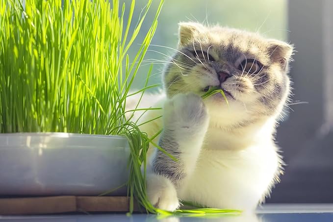 Cat Grass Potting Mix - Watch Your Cat Thrive with This Nourishing and Entertaining Treat - 20 QUARTS