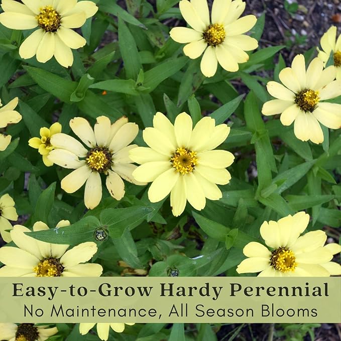 Clovers Garden Coreopsis Moonbeam (Tickseed) Plants – Two (2) Live Plants – Non-GMO - Not Seeds - Each 4" to 8" Tall – in 4" Inch Pots – Hardy Flowering Perennial, Pollinator Favorite