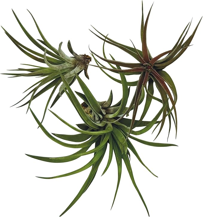 Air Plants - Tillandsia Brachycaulos Abdita, Large 4-6" - 3 ct - Live Arrival Guaranteed - House Plants for Home Decor & Gift