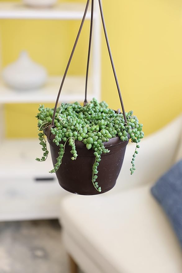String of Pearls Plant Live Succulents in Hanging Planter, Succulents Plants Live Houseplants Mini Succulents, String of Pearls Live Succulent Live Plants Indoor Plant Indoor Plants by Plants for Pets