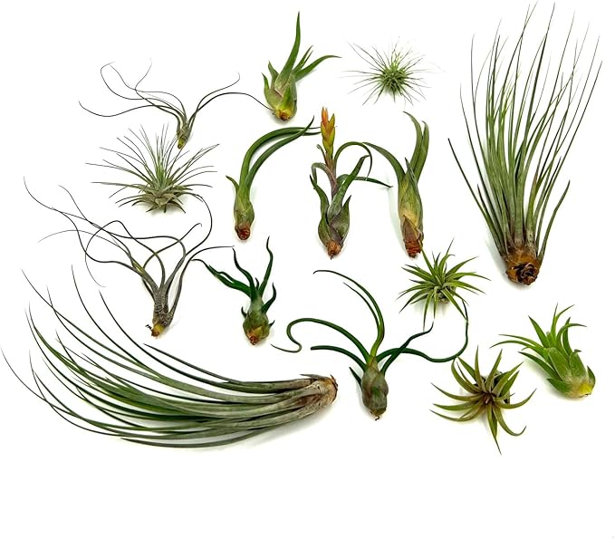 Live Air Plants - Tillandsia Variety, Regular 1-3" - 15ct - Live Arrival Guaranteed, House Plants for Home Decor & Gift