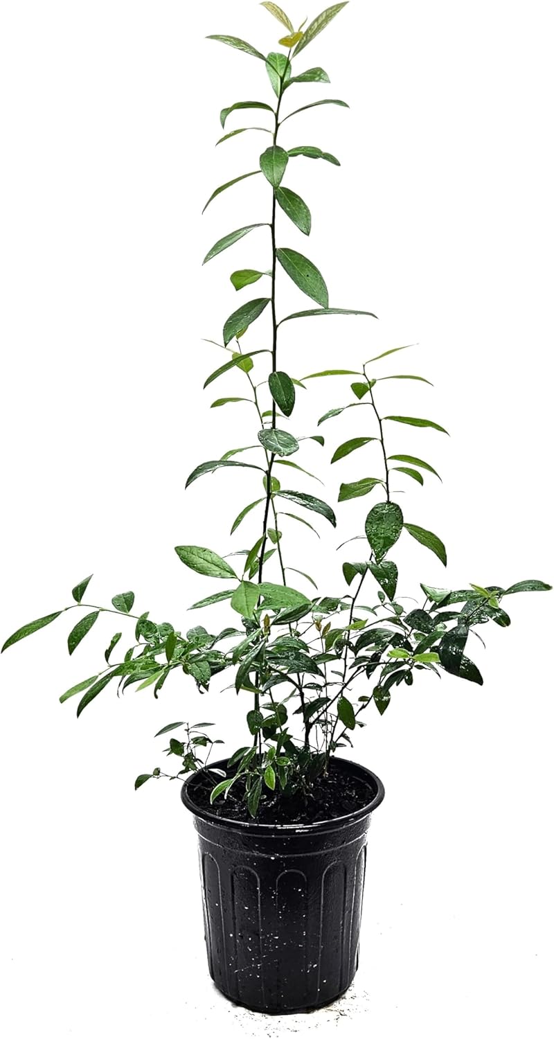 Pink Lemonade Blueberry Plant in 6-inch Pot- Unique Pink Fruit, Sweet Flavor - Non-GMO Live Berry Bush Starts for Garden or Patio