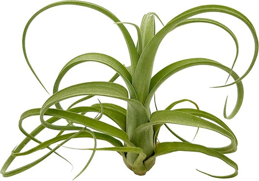 Live Air Plants - Tillandsia Curly Slim Jumbo – 1 Count 5-9 inches – Ideal for Gifts & Presents, Live Indoor Plants & Live House-Plants – Live Plants for Home décor, 30 Day Guarantee