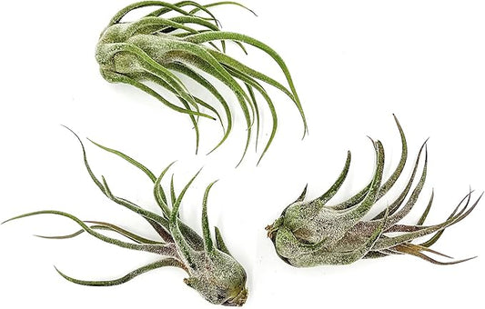 Air Plants - Tillandsia Pruinosa, Large 3-5" - 3ct - Live Arrival Guaranteed - House Plants for Home Decor & Gift