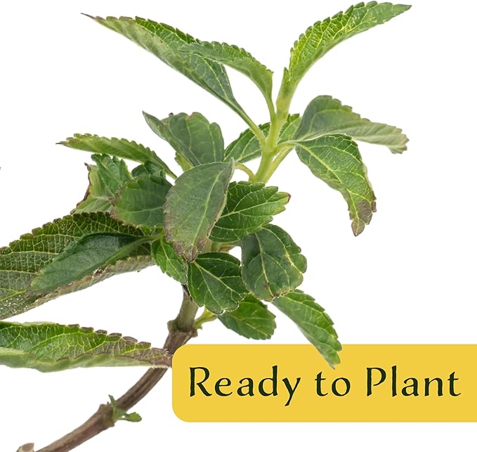 12 Dallas Red Lantana | Live Plants in 2.5-inch Nursery Cubes | Lantana Camara 'Dallas Red' Variety | Hardy Evergreen Perennial Shrub | Fiery Vibrant Blooms for Home & Garden