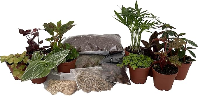 Hirt's Terrarium Kit with 10 Terrarium Plants in 2" Pots