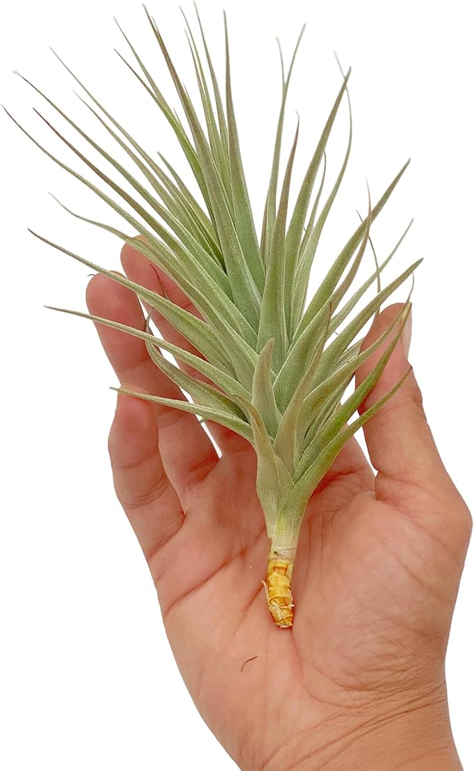 Air Plants - Flowering Tillandsia Lilla Lilac, Large 5" - 1ct - Live Arrival Gauranteed - House Plants for Home Decor & Gift