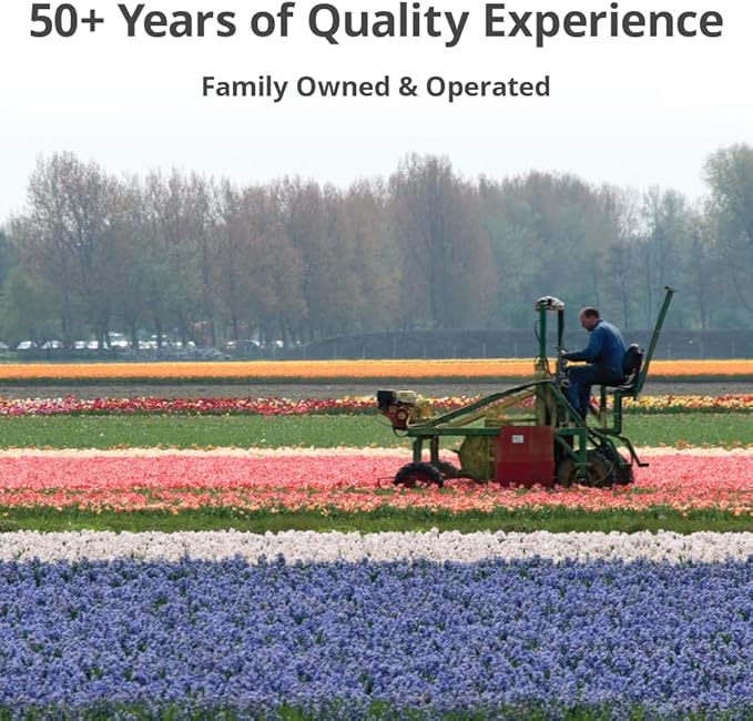 Jurassic Park Reblooming Bearded Iris - Grows Year After Year - Perennial, Fragrant & Great for Cut Floral Arrangements - Easy to Grow Fall Planting Bulbs by Willard & May