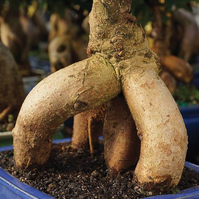 Brussel's Bonsai Live Ginseng Grafted Ficus Indoor Bonsai Tree Gift Set - Small, 4 Years, 6 to 8 in - Ceramic Bonsai Pot, Fertilizer, and Humidity Tray