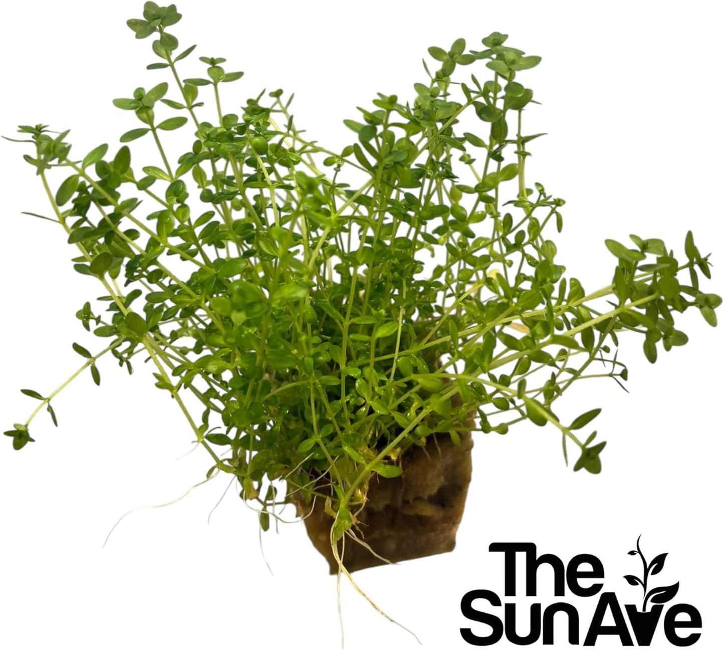 Freshwater Live Aquarium Plants with Roots (Monte Carlo)