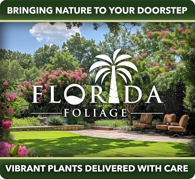 Orange Bird of Paradise | Strelitzia Reginae | 20 Live Plants | Tropical Perennial Blooming Specimen