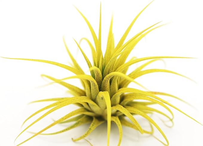 Live Extra Large Tillandsia Ionantha Guatemala Colorful Air Plant 3+ inch Enhanced Color Easy Care Indoor Outdoor Home Decor Gift Airplant by Awesome Industries (Yellow XL)