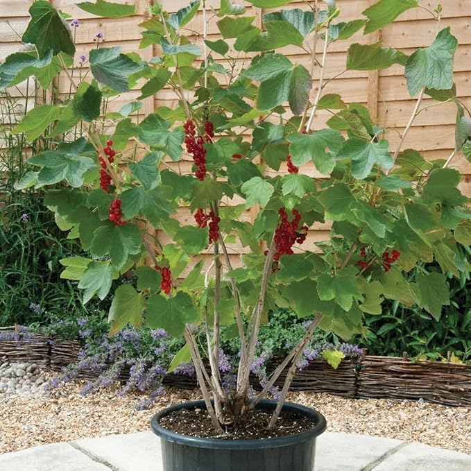Premium Currant Plant Potting Soil Mix - Optimal Nutrient-Rich Blend for Thriving and Juicy Currants - 3 Quart