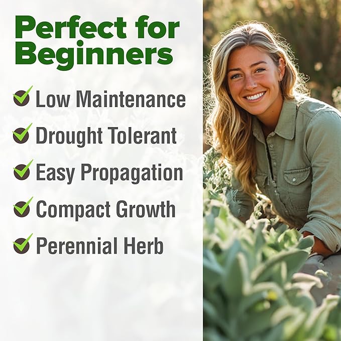 HOME GROWN White Sage Seeds 646 Pack 𝗡𝗢𝗡-𝗚𝗠𝗢, 𝗨𝗦𝗔-𝗦𝗢𝗨𝗥𝗖𝗘𝗗 Heirloom Seeds - Grow Aromatic Sage Plants for Your Herb Seeds Garden with Sage for Planting Outdoor or Indoor (Salvia apiana)