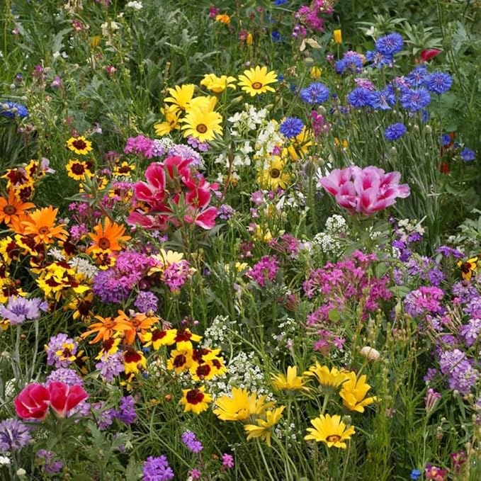 Outsidepride Low Growing Wildflower Seeds - 1/4 lb Dwarf, & Short, Diverse Perennial & Annual Wild Flower Seed Mix with Long Bloom Season for Colorful Display That Thrives on All States
