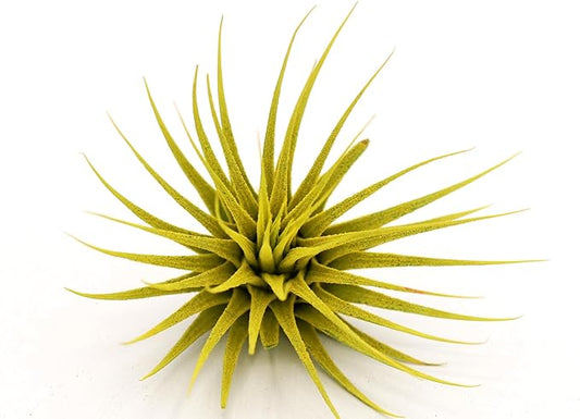 Dyed Tillandsia Ionantha Guatemala Enhanced Colored Colorful Air Plant Live Easy Care Indoor Outdoor Home Decor Gift Airplant by Awesome Industries Live Arrival Guaranteed (Yellow)
