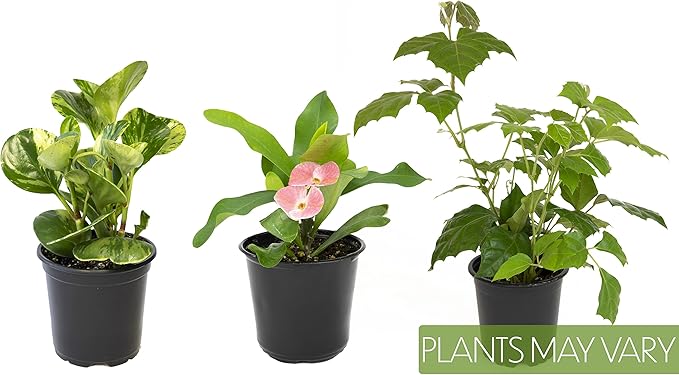 Essential Houseplant Collection (3PK) Live Plants Indoor Plants Live Houseplants in Plant Pots, Easy House Plants Indoors Live, Snake Plant, Pothos in Potting Soil, Clean Air Plants by Altman Plants