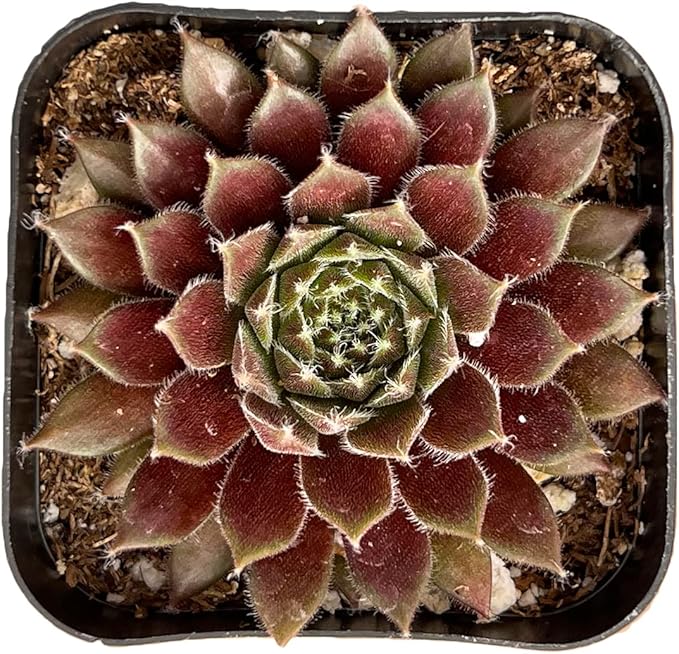 Live Succulent Sempervivum 'Stansfieldii', Approx 2-inch Large, Potted Succulents, Fully Rooted, Easy Care House Plants