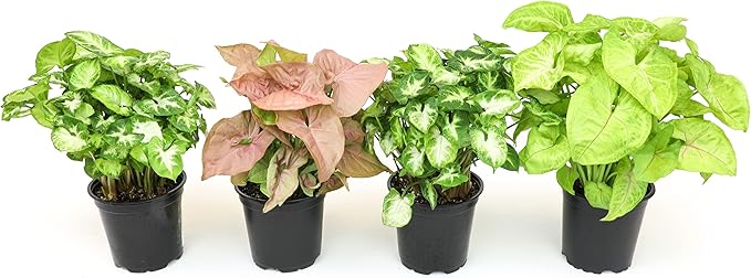 Arrowhead Plant Kit (4 Pack),4 Inch Pots for Plants,Syngonium Plant Live,Plant Gifts for Plant Lovers,Vine Plants Indoor Live,Rooted Live Plants Indoor Plants Live Houseplants by Plants for Pets,Black