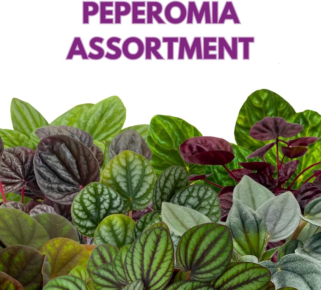 BubbleBlooms Peperomia Assortment, 6 Different peperomias in 2 inch pots Grower's Choice