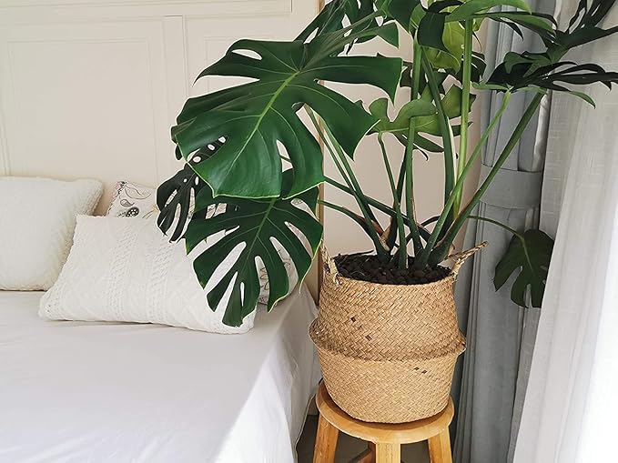 Large Woven Seagrass Belly Basket for Plant, Grocery, Picnic, 12" Diameter x 14" Height