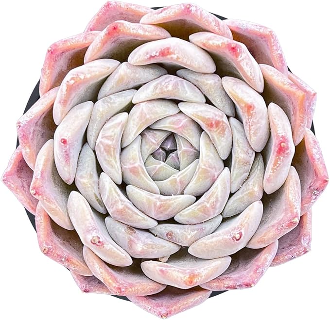 Live Succulent Echeveria 'White Bottle', Approx 2-inch Large, Potted Succulents, Fully Rooted, Easy Care House Plants