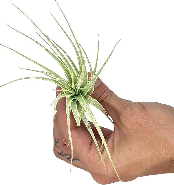 Live Air Plant - Tillandsia Gardneri 5-7” - 3ct - ragnaroc Rare Collectors Indoor Tropical Plant - Live Arrival Guaranteed - House Plants for Home Decor & Gift
