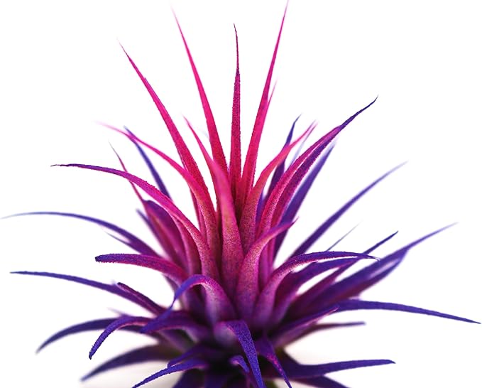 Live Extra Large Tillandsia Ionantha Guatemala Enhanced Colored Colorful Air Plant 3+ inch Easy Care Indoor Outdoor Home Decor Gift Airplant Awesome Industries Live Arrival Guaranteed (Moonbeam XL)