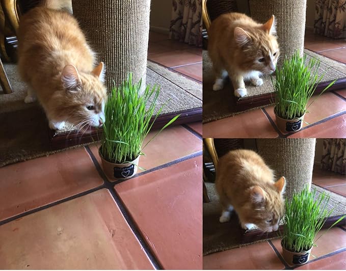 Easy Cat Grass Kit (3 Pack) Just Add Water. Includes Certified Organic Non GMO Wheatgrass Seed, Fiber Soil, Cups Chalkboard Labels. Your Pets Will Love This
