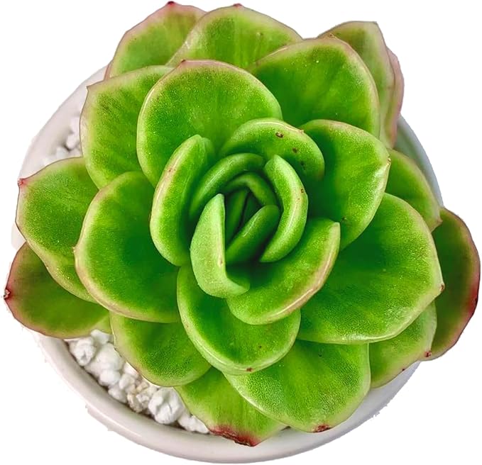 FWPP Succulents Plants Live,Echeveria ice Rose Variegated 3.5 inches Green Mini Indoor Plants,Bare Root Without Pot Soil,Live Plants for Gift Party Wedding Garden Baby Shower DIY Decor